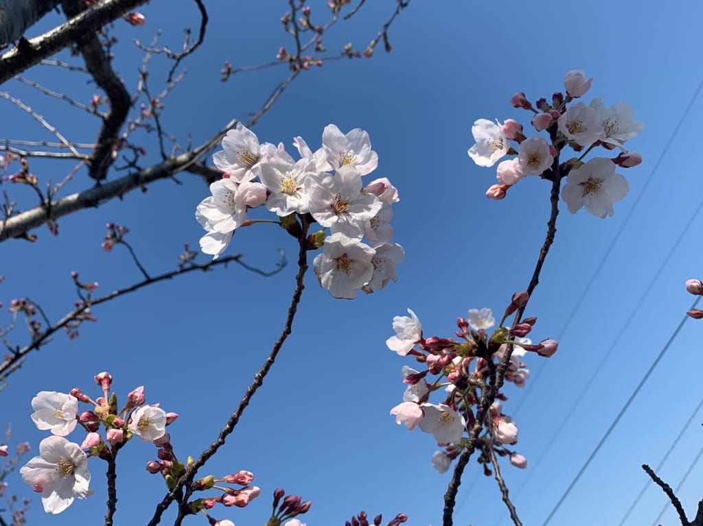 開花宣言