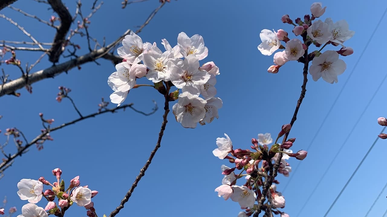 開花宣言