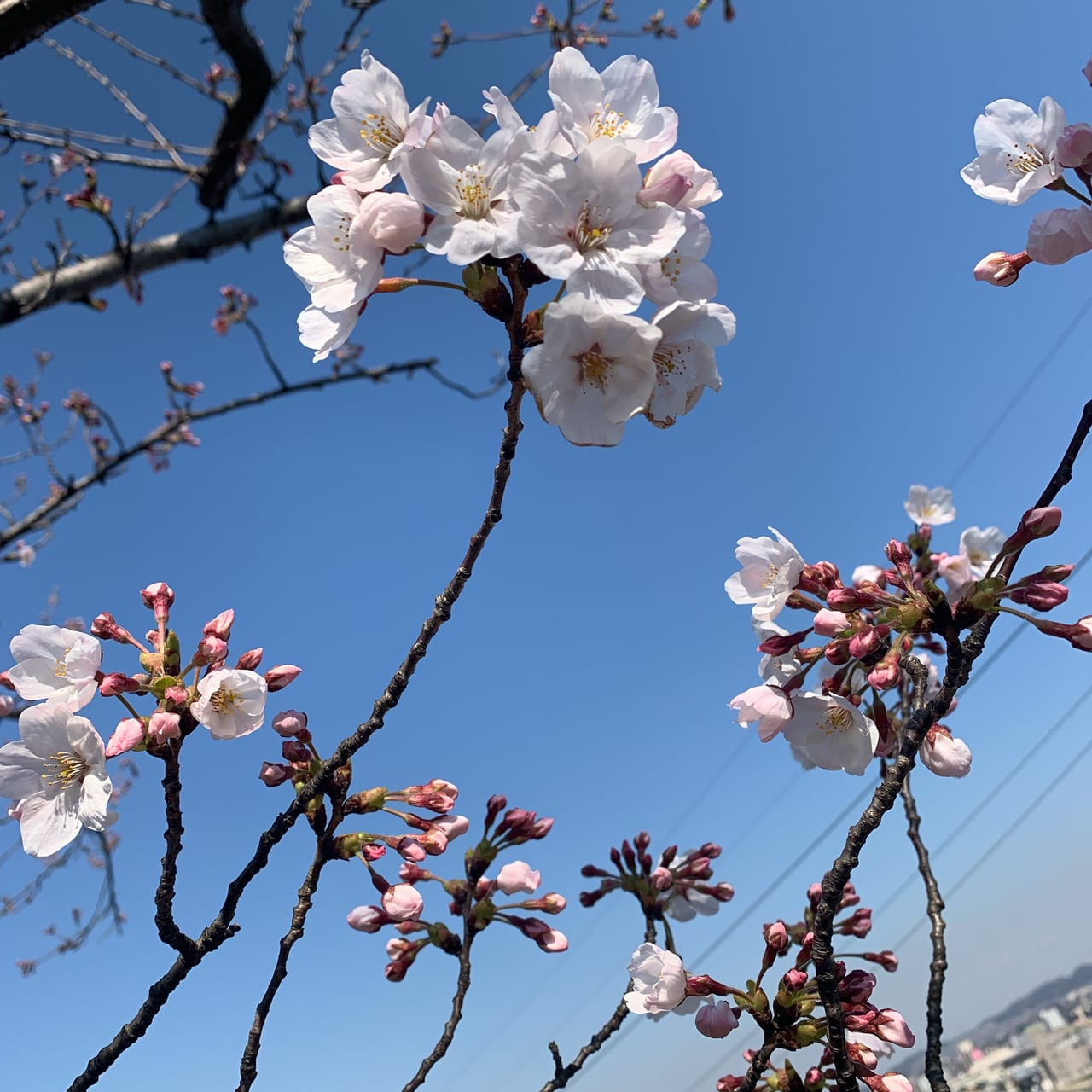 桜