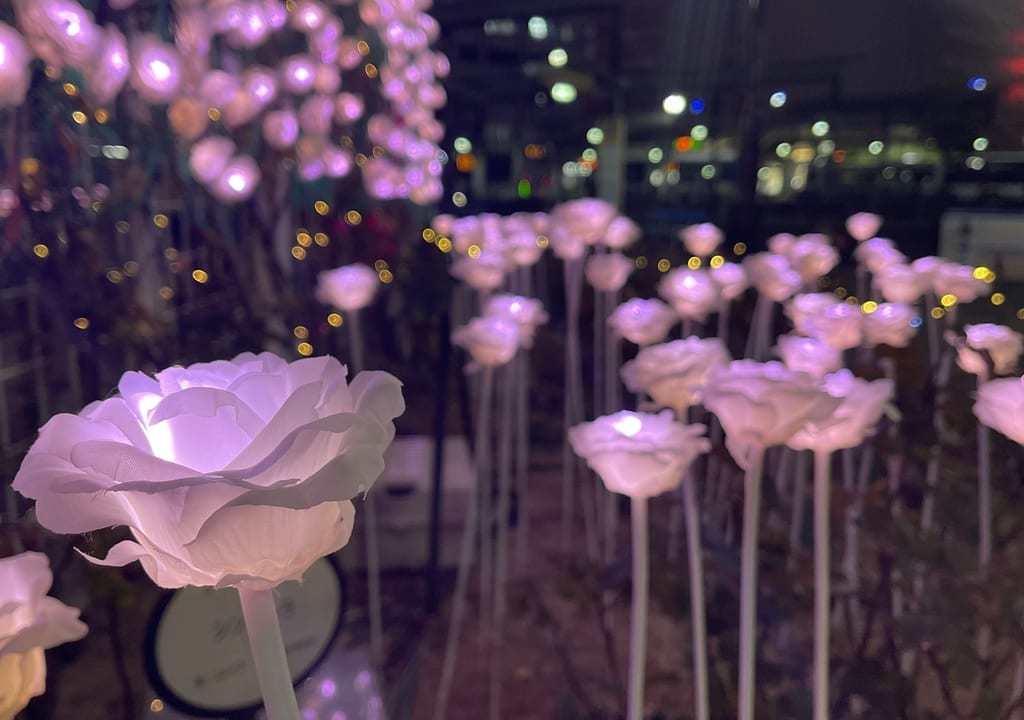 ルクシアタ2020薔薇