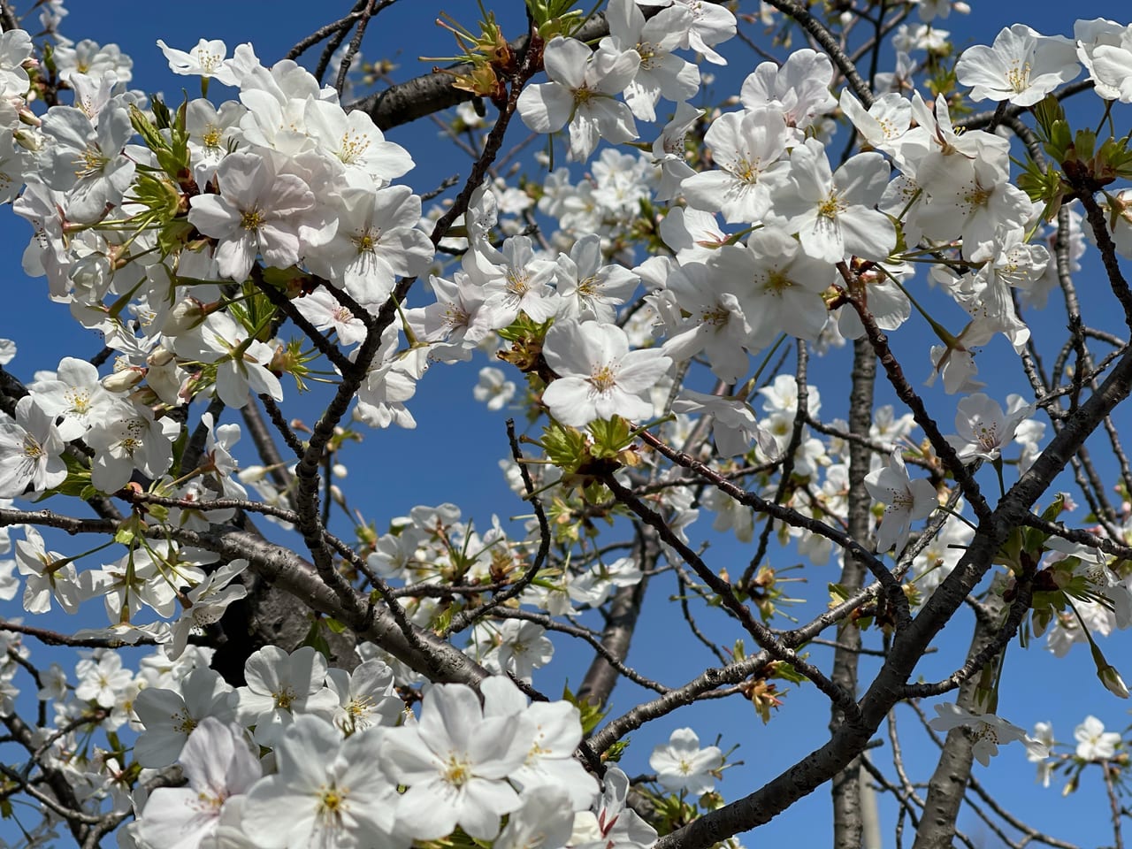 緑町公園の桜