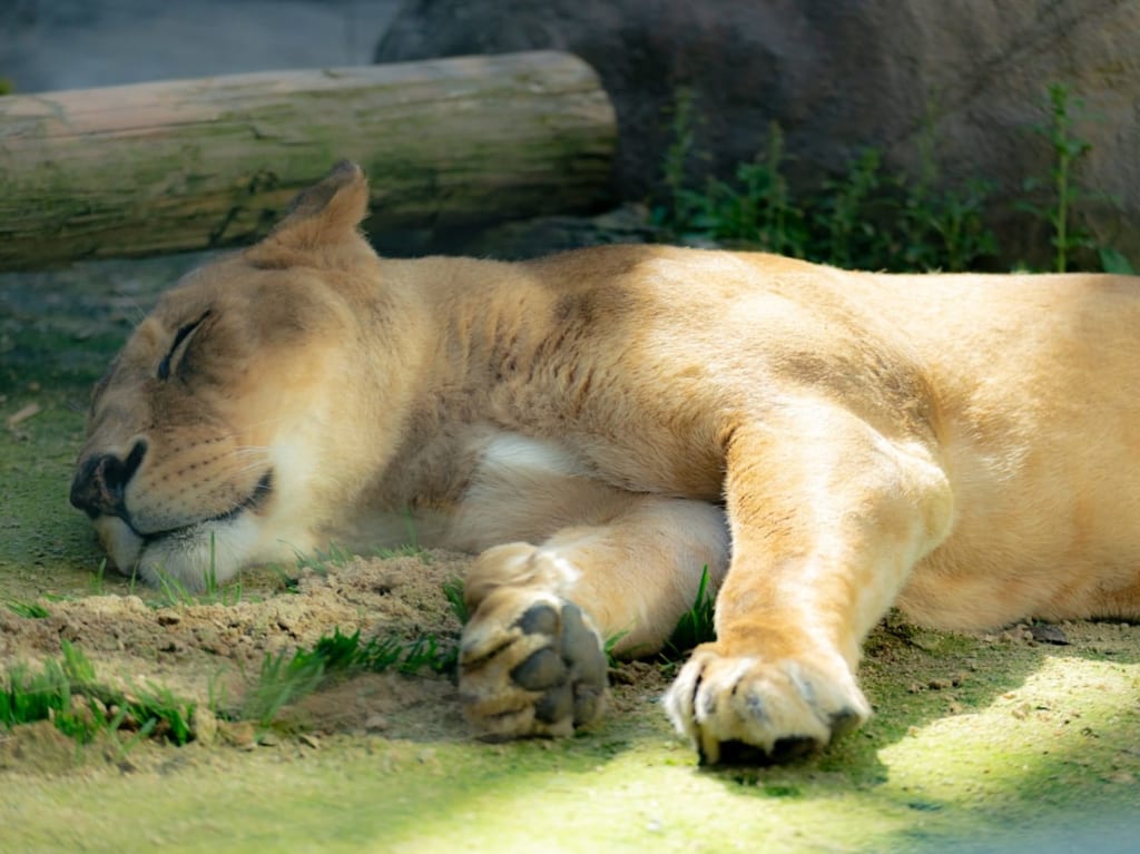 福山市立動物園