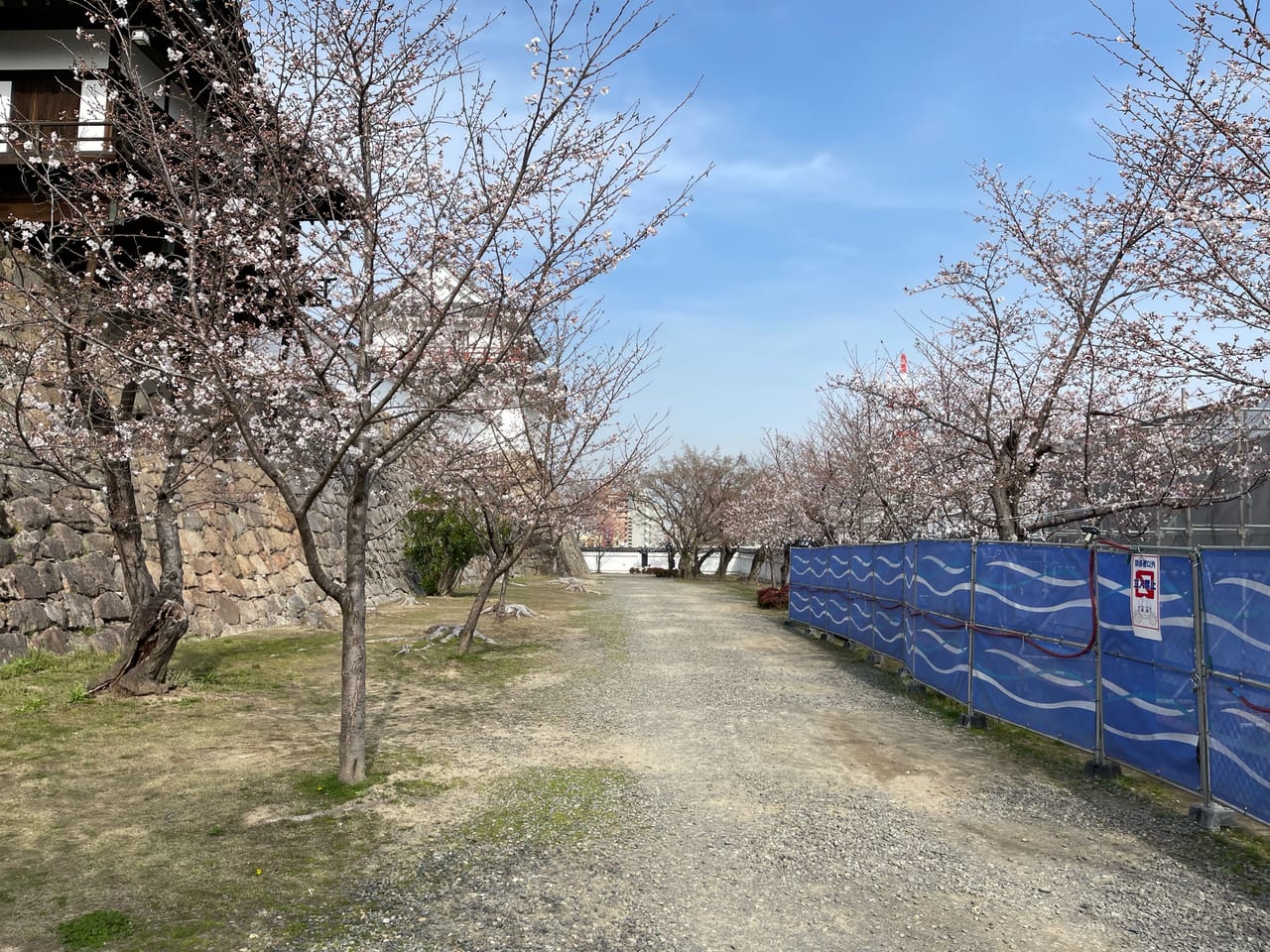 福山市立福山城博物館の桜が開花しています