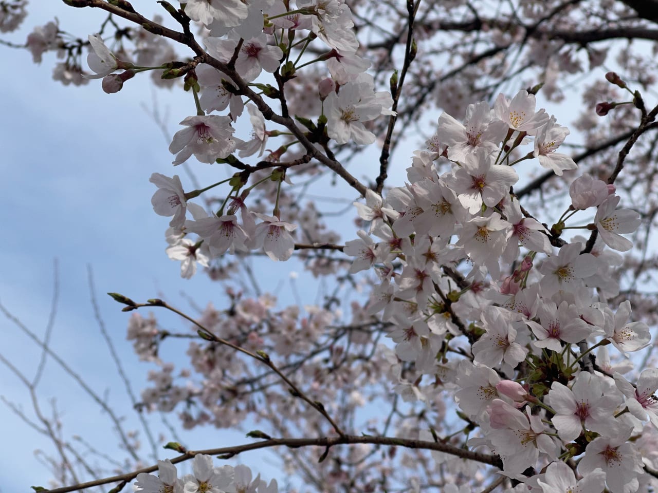 福山市立福山城博物館の桜が開花しています