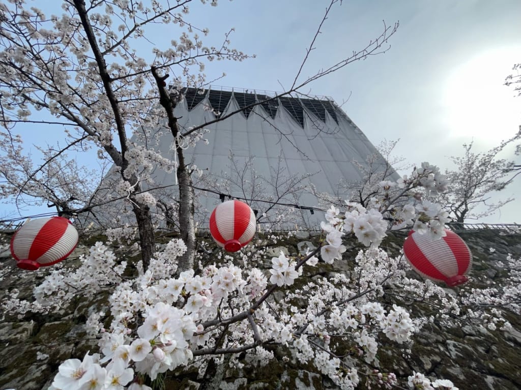 福山市立福山城博物館の桜が開花しています