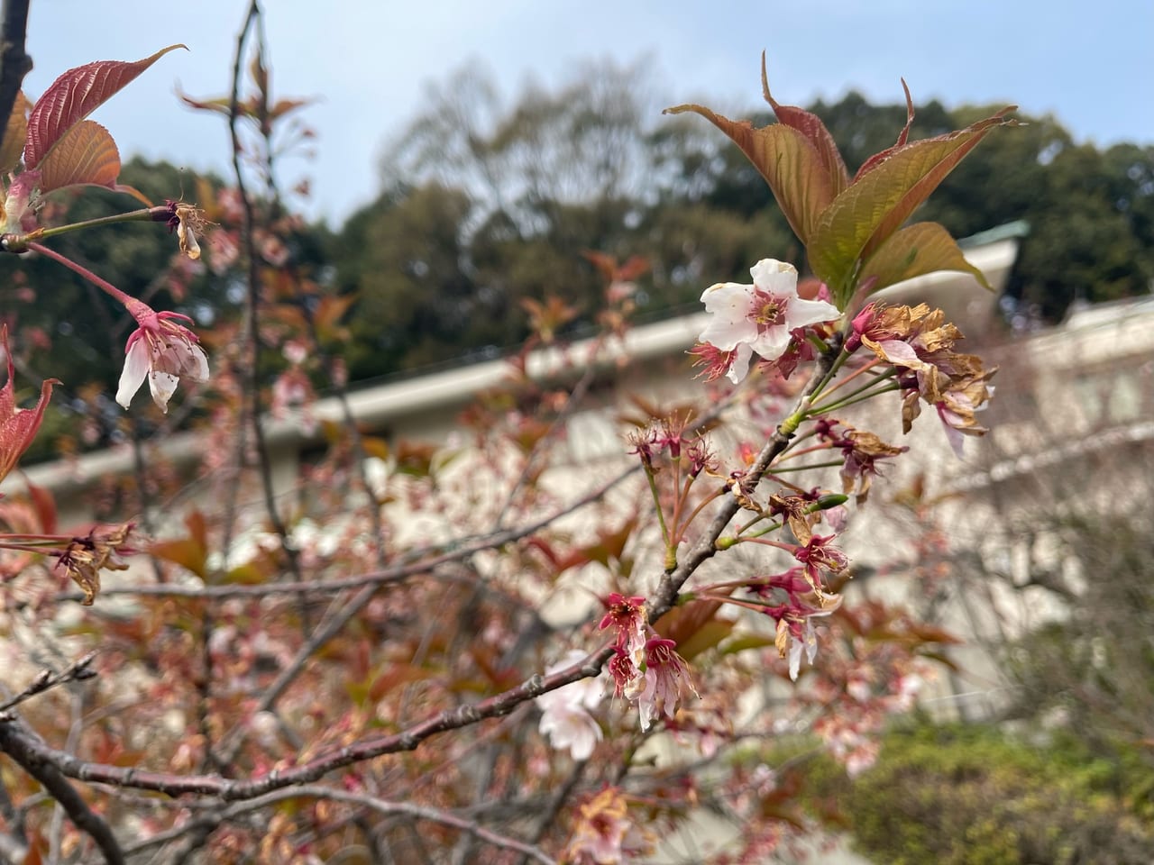 備後護国神社