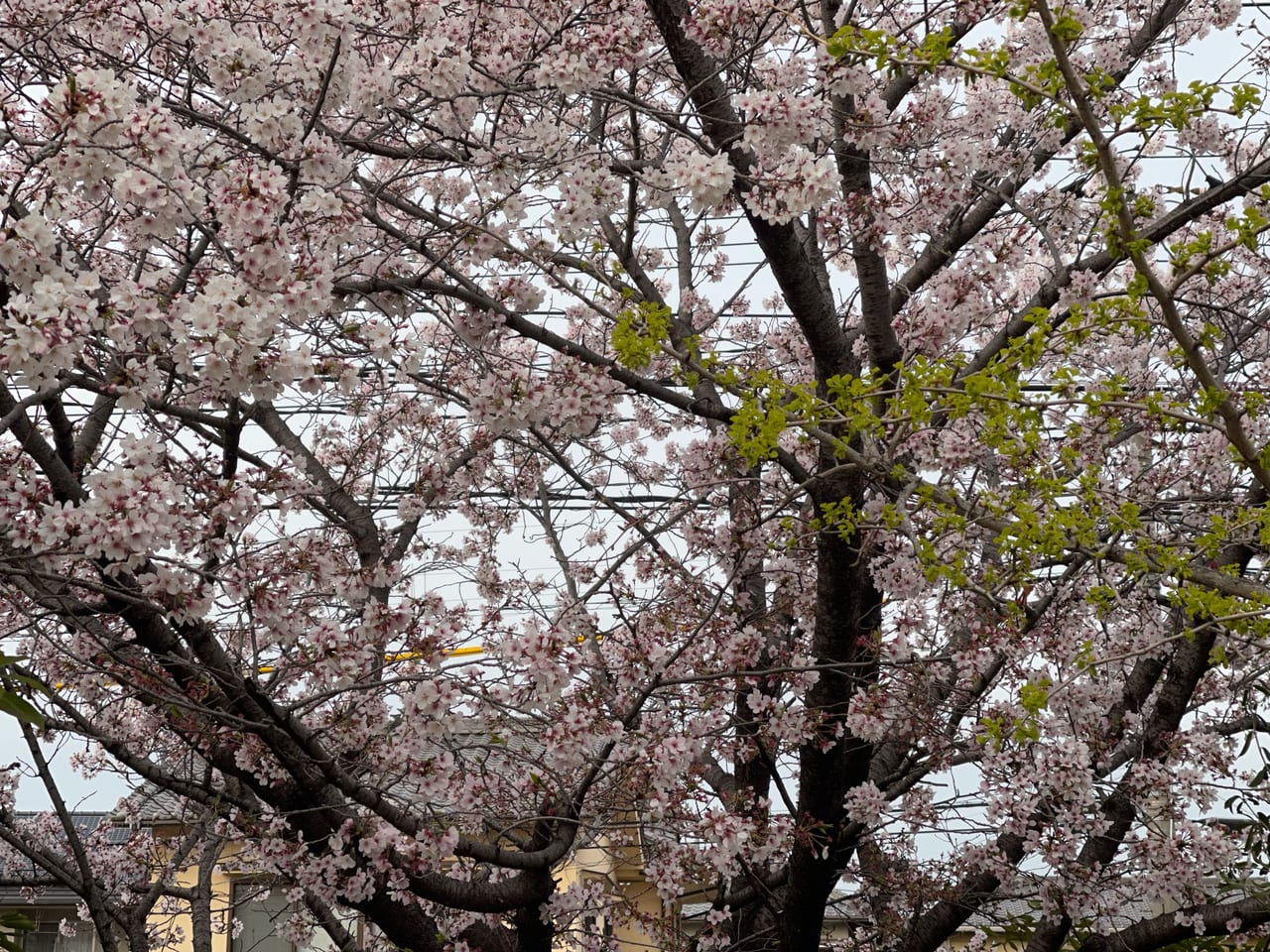 緑町公園の桜