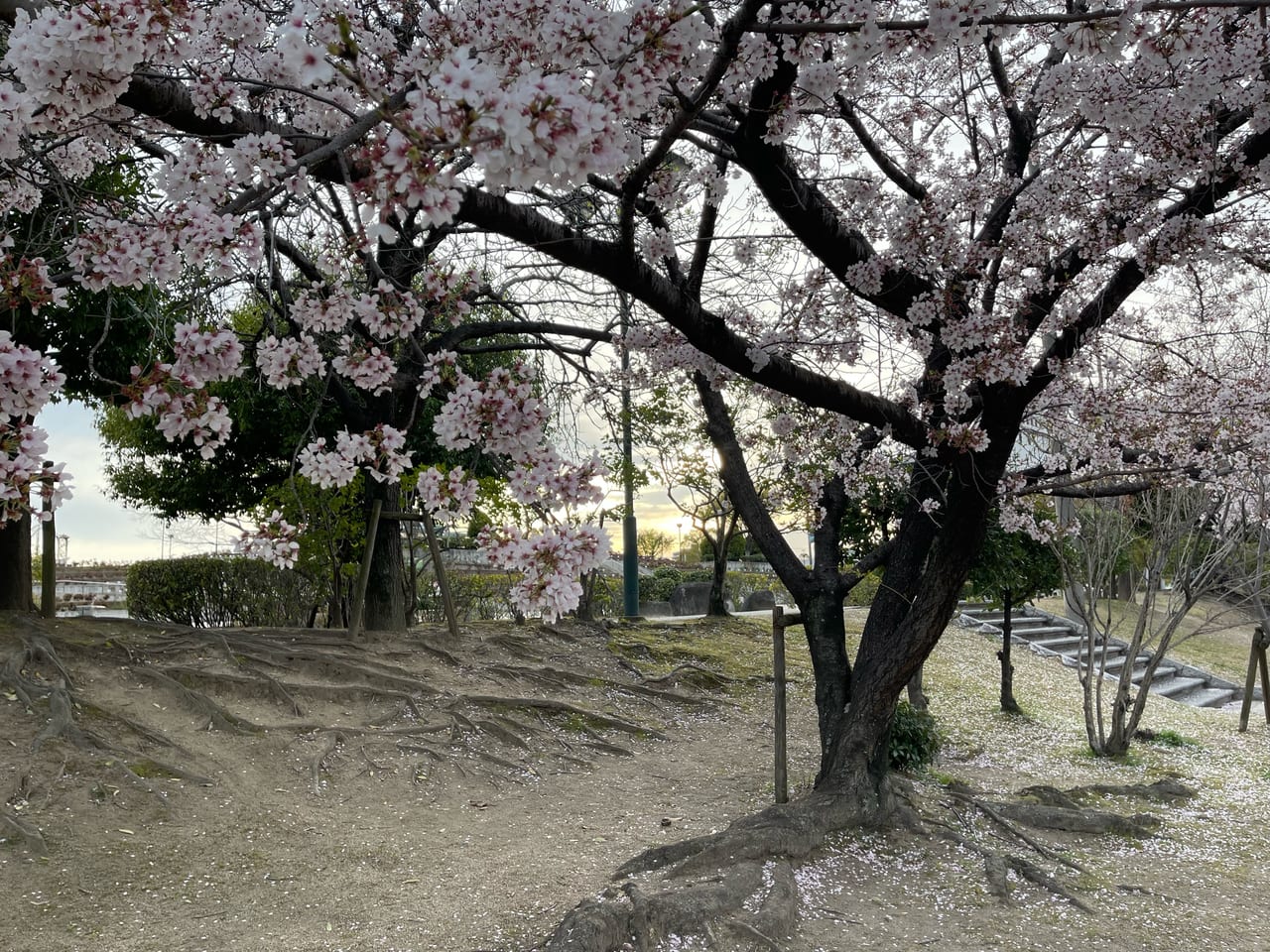 緑町公園の桜