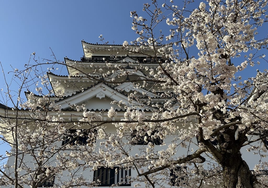 福山城　桜