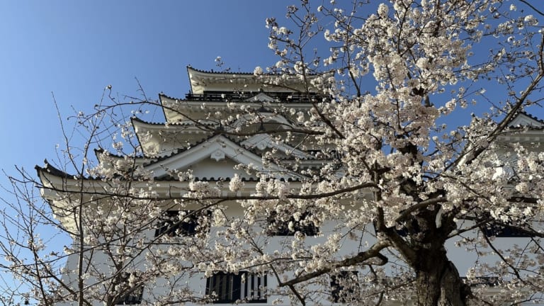 福山城　桜