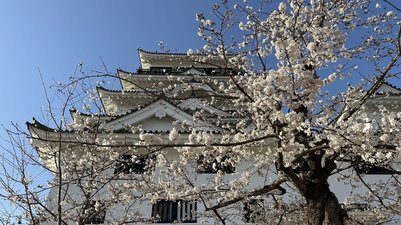 福山城　桜