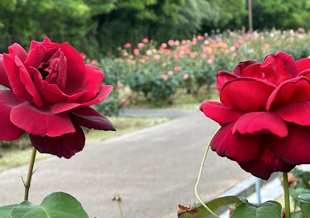 春日池公園のバラ