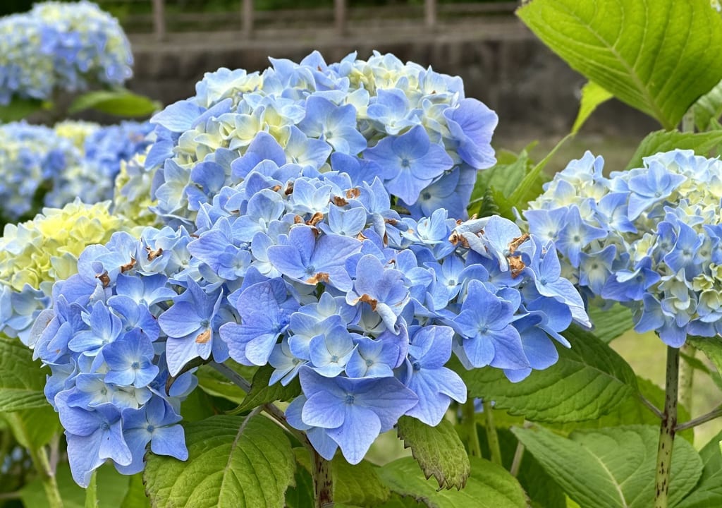 春日池公園あじさい