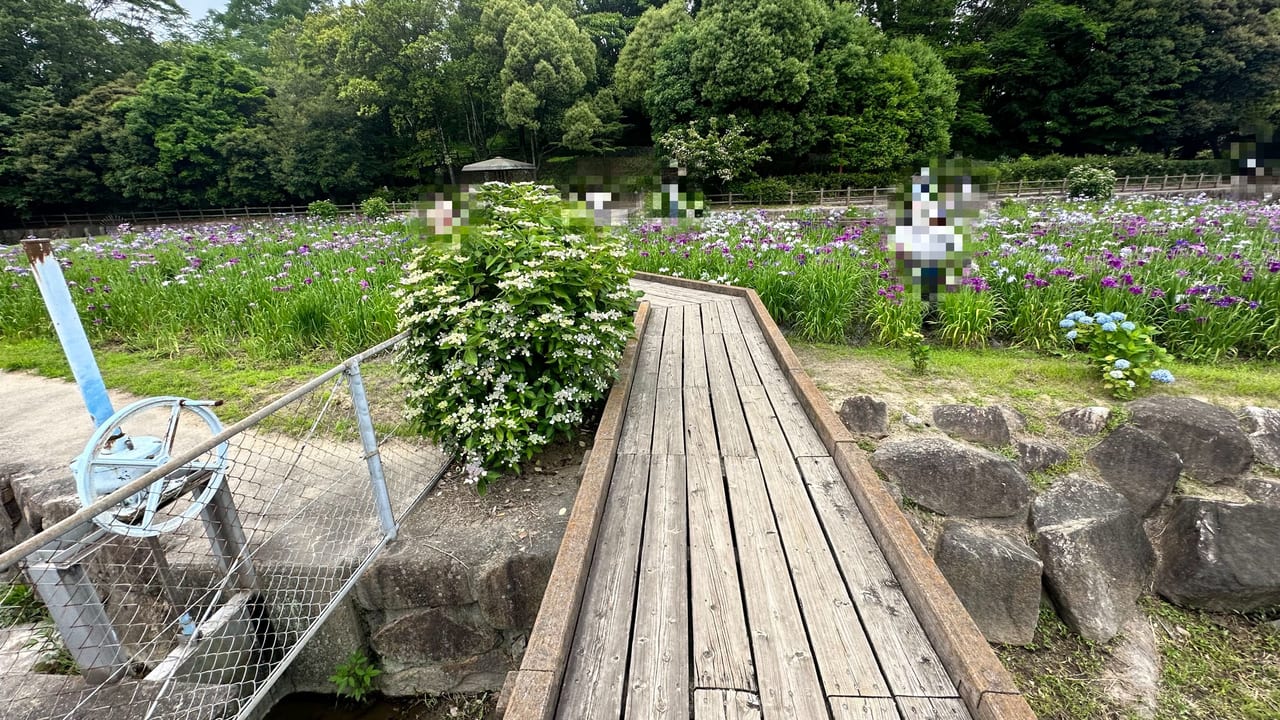 春日池公園あじさい