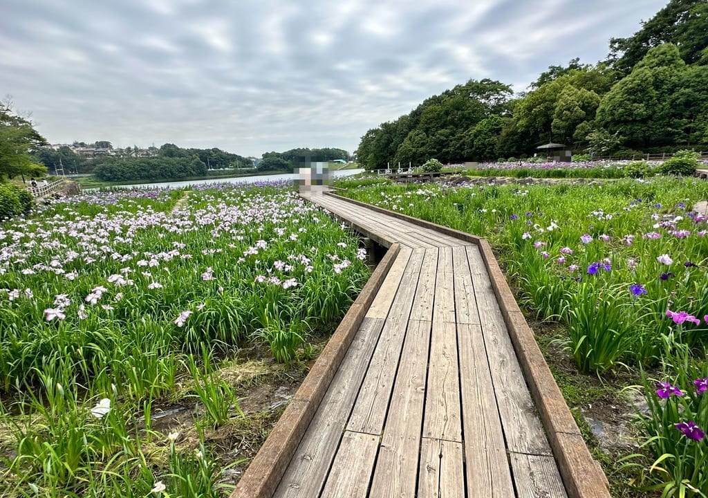 春日池公園菖蒲