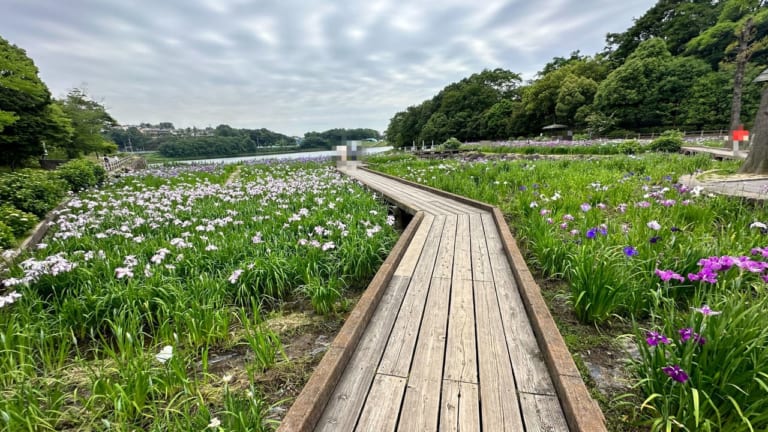 春日池公園菖蒲