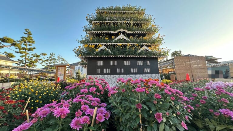 福山菊花展覧会