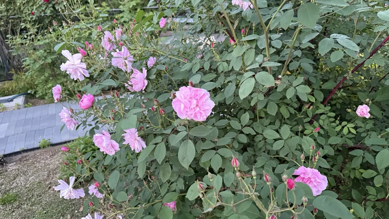 第59回 福山ばら祭2026