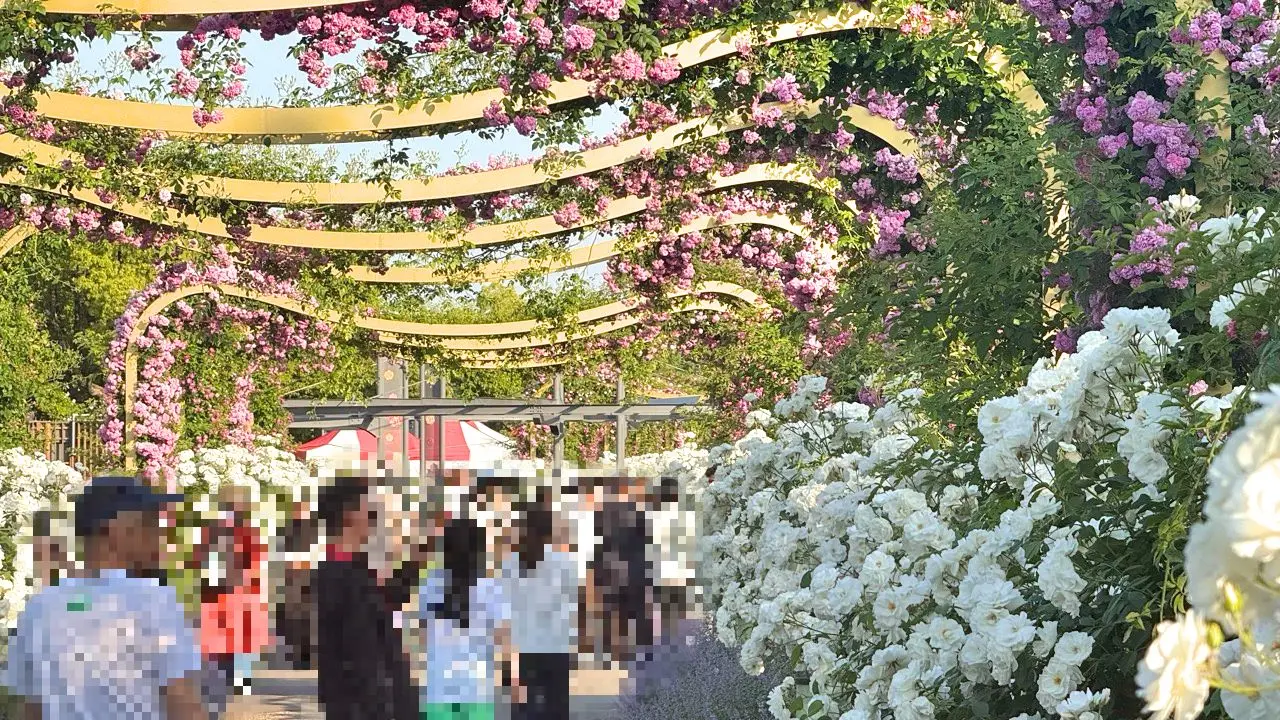 第59回 福山ばら祭 2026